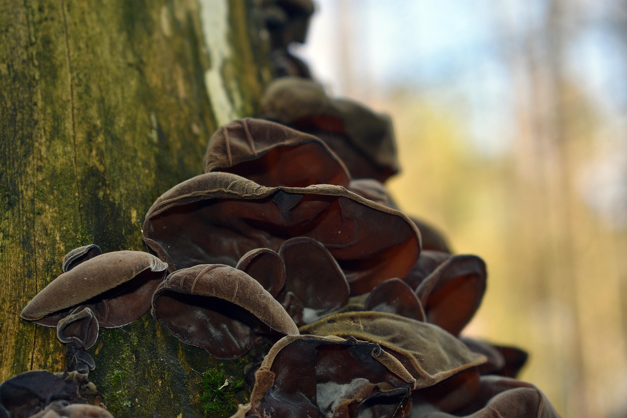 网页在线DDOS压力测试|少量信息泄露的严重后果及其防范措施
