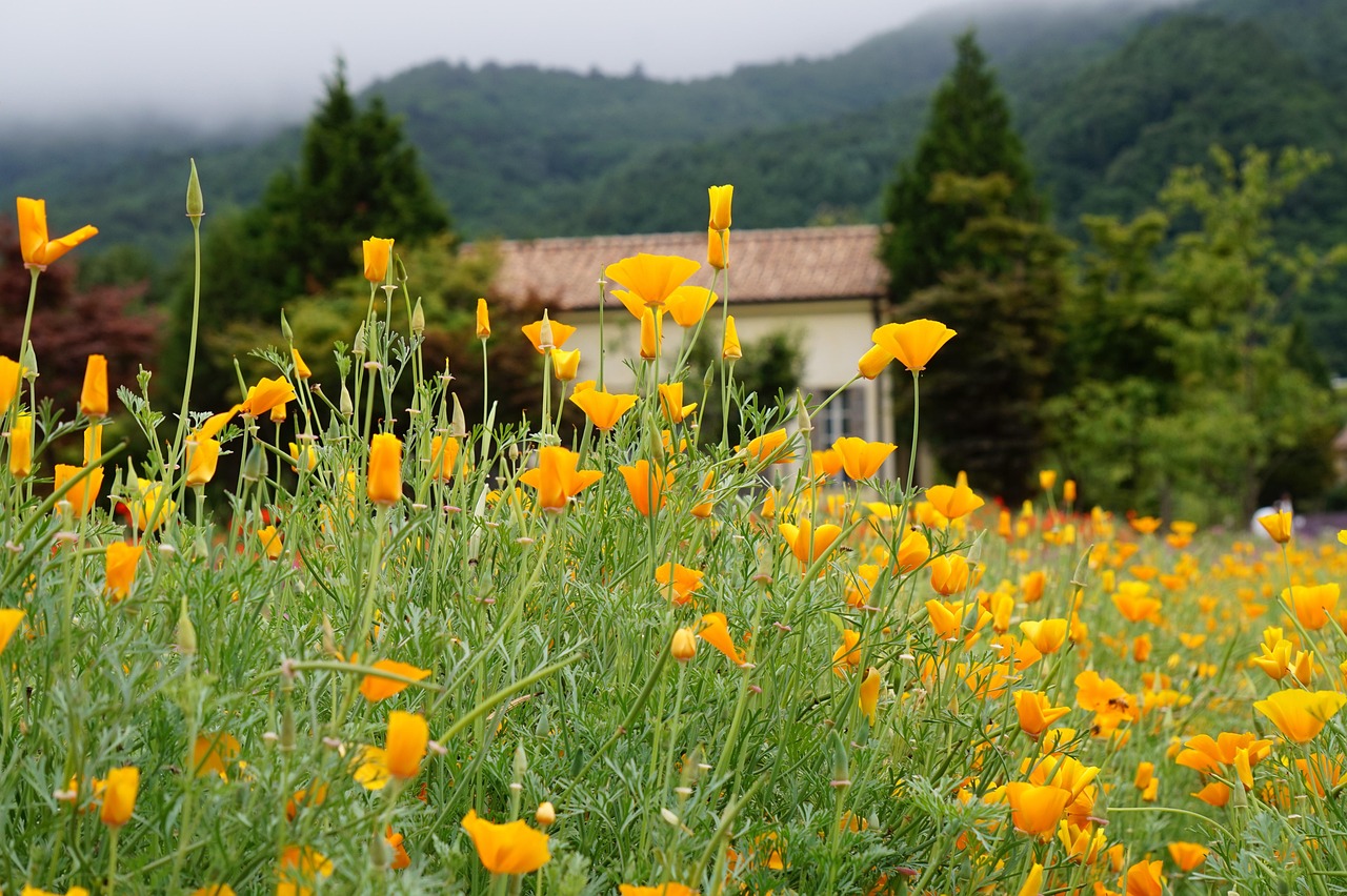 魔域2手游：详情下载教程东方卫视app