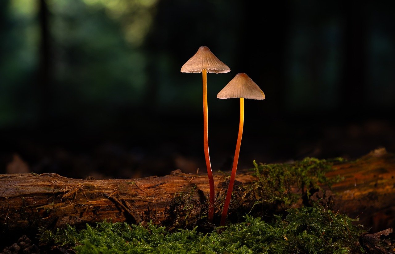 爱喜橙子双爆：肯塔基注册代理